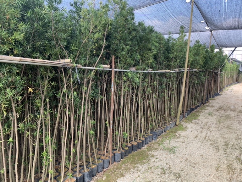 罗汉松杯苗高度1-2米球形罗汉松0.5-1.5米