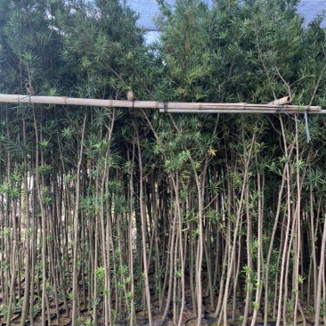 罗汉松杯苗高度1-2米球形罗汉松0.5-1.5米