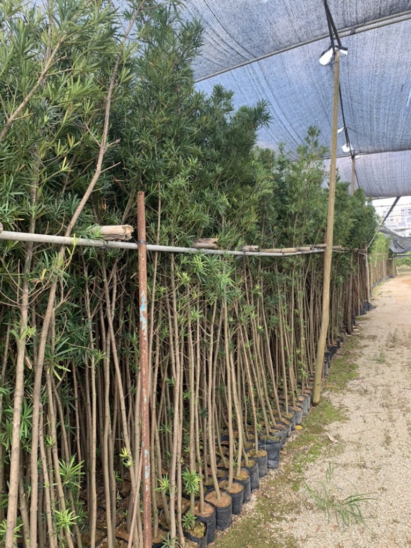 罗汉松杯苗高度1-2米球形罗汉松0.5-1.5米