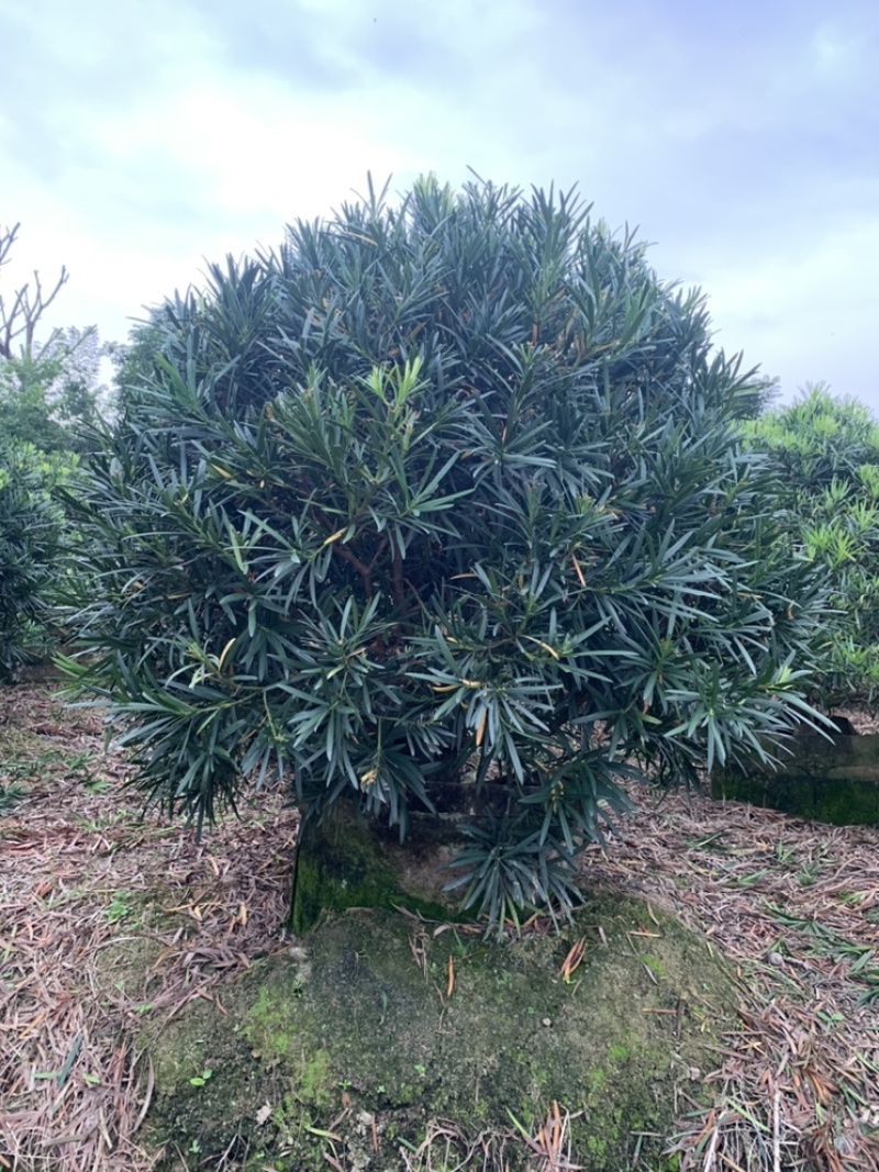 罗汉松杯苗高度1-2米球形罗汉松0.5-1.5米