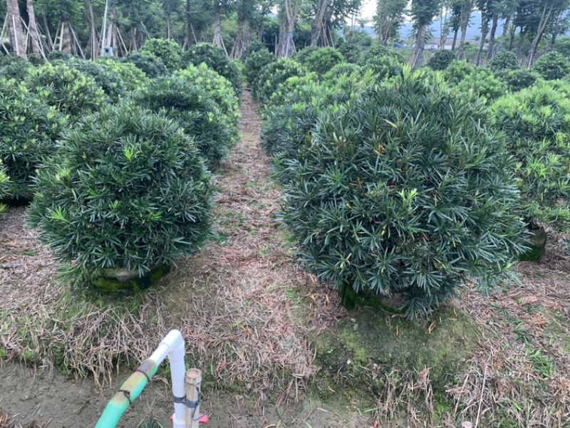 罗汉松杯苗高度1-2米球形罗汉松0.5-1.5米