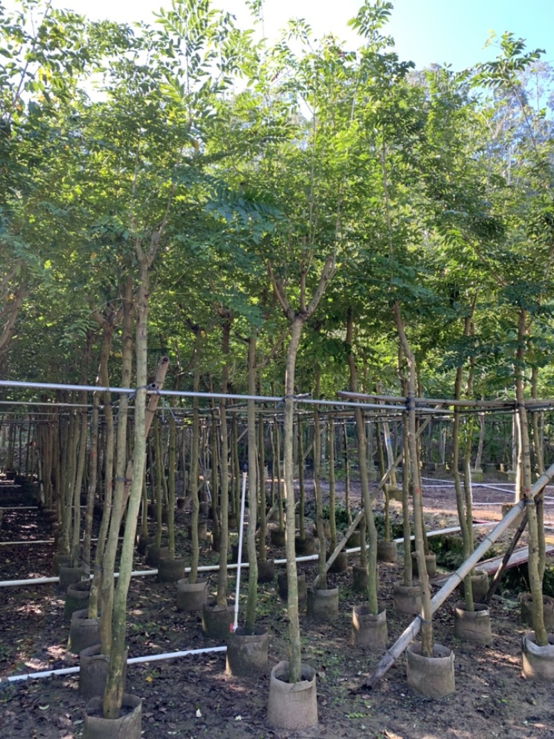 黄花梨海南黄花梨袋苗4-5-8-10-12-15公分