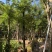 黄花梨海南黄花梨袋苗4-5-8-10-12-15公分