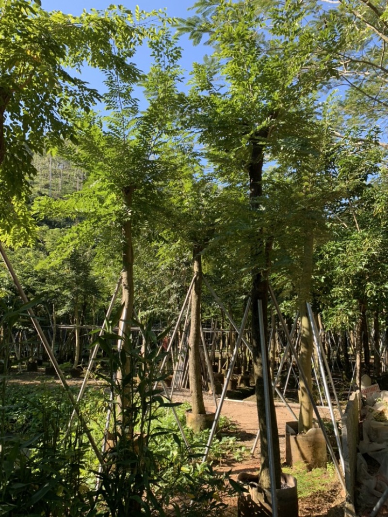 黄花梨海南黄花梨袋苗4-5-8-10-12-15公分