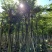黄花梨海南黄花梨袋苗4-5-8-10-12-15公分
