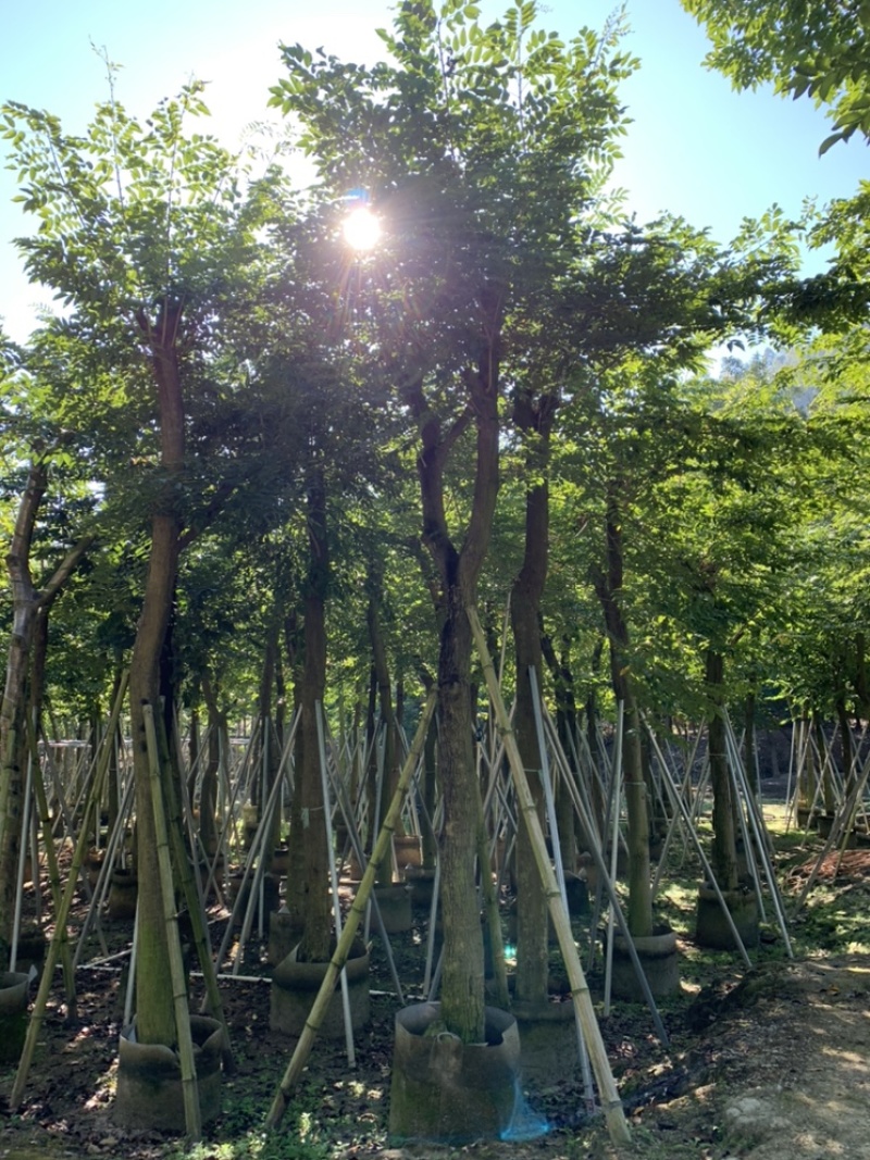 黄花梨海南黄花梨袋苗4-5-8-10-12-15公分