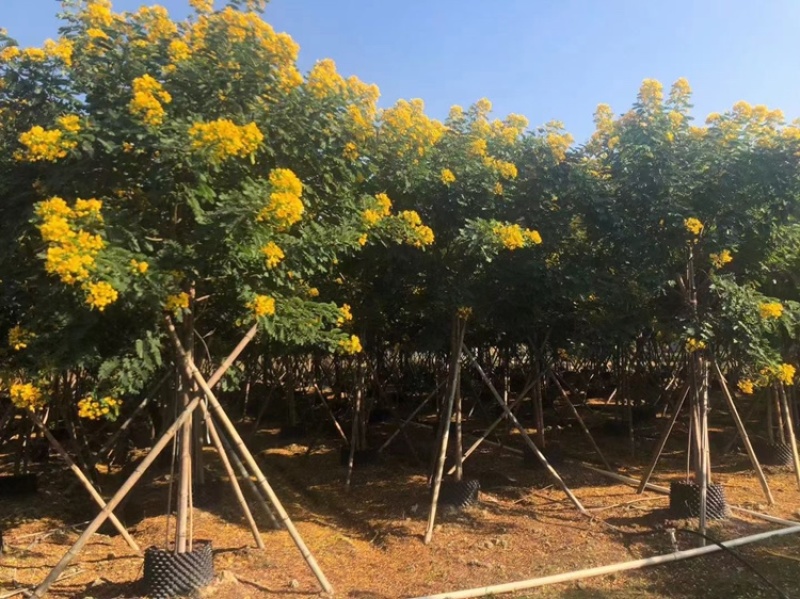 黄槐黄花槐假植苗袋苗1-2-3-5-6公分全冠黄槐