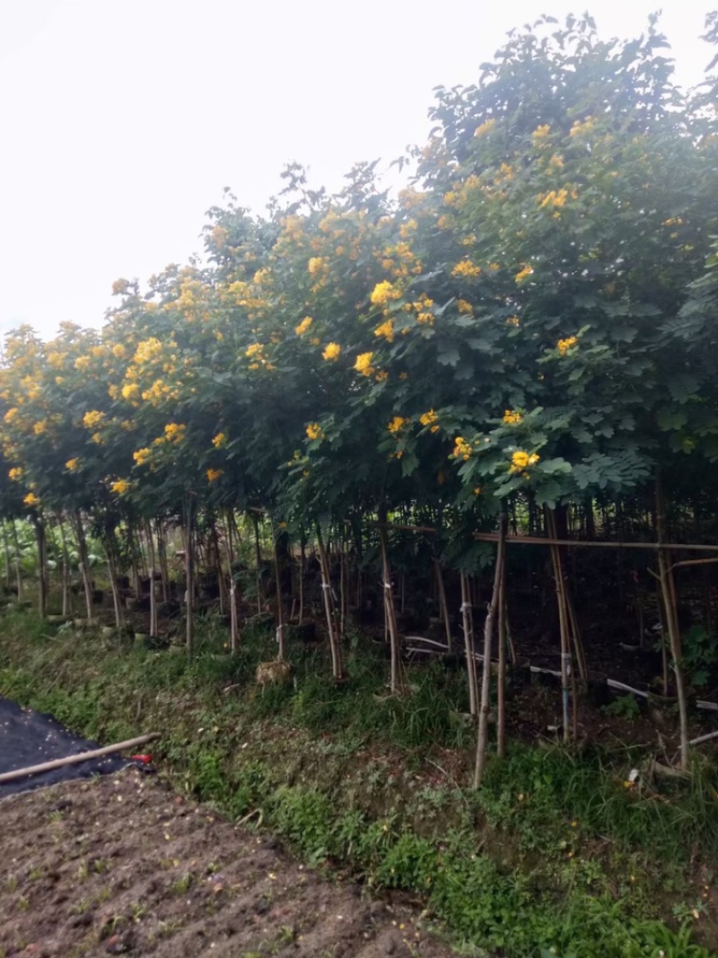 黄槐黄花槐假植苗袋苗1-2-3-5-6公分全冠黄槐