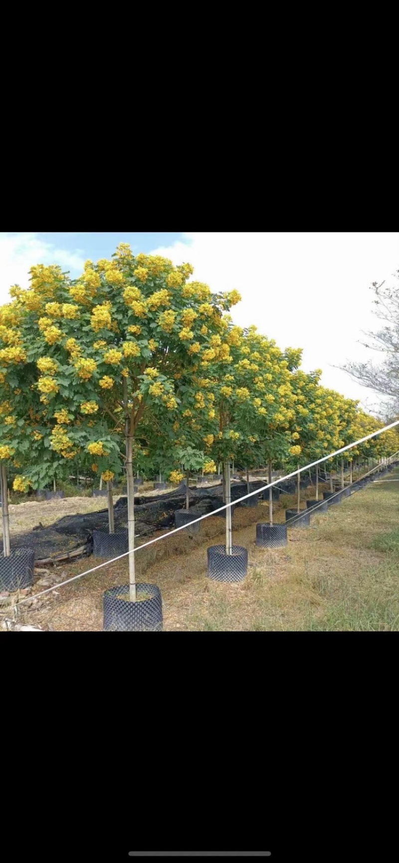 黄槐黄花槐假植苗袋苗1-2-3-5-6公分全冠黄槐