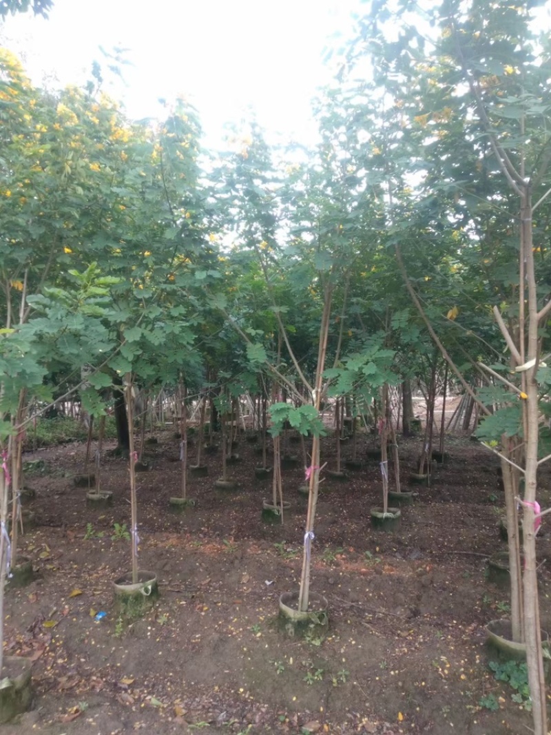 黄槐黄花槐假植苗袋苗1-2-3-5-6公分全冠黄槐
