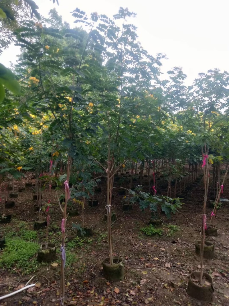 黄槐黄花槐假植苗袋苗1-2-3-5-6公分全冠黄槐
