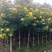 黄槐黄花槐假植苗袋苗1-2-3-5-6公分全冠黄槐