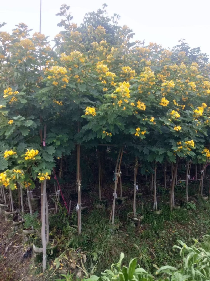 黄槐黄花槐假植苗袋苗1-2-3-5-6公分全冠黄槐