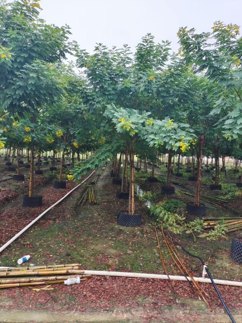 黄槐黄花槐假植苗袋苗1-2-3-5-6公分全冠黄槐
