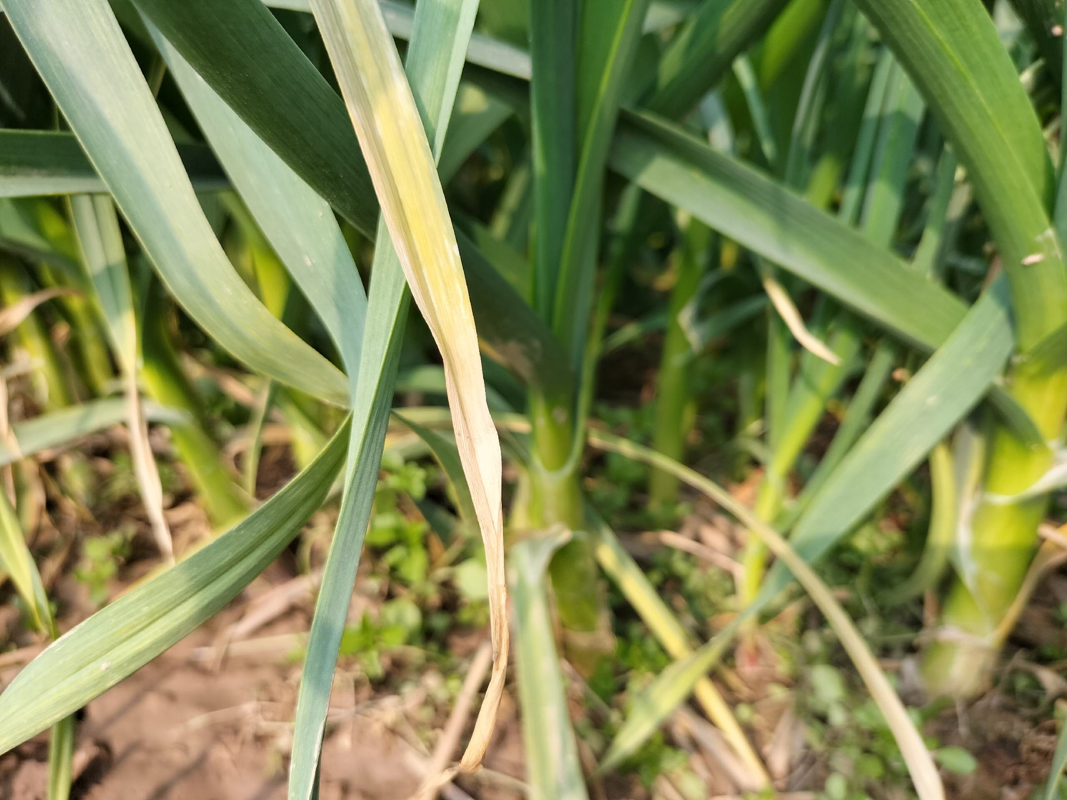 大蒜干尖现象图