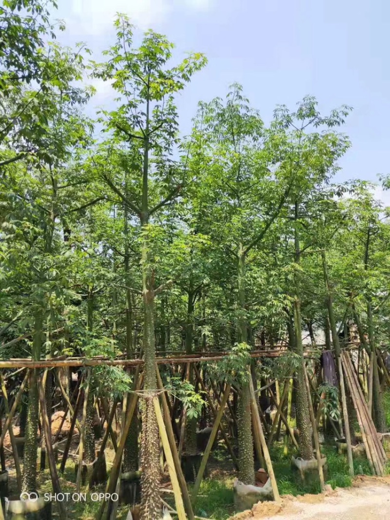 美人树美丽异木棉2-30分