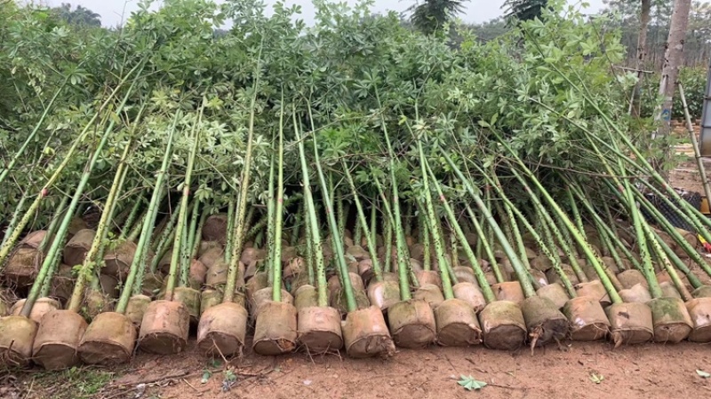 美人树美丽异木棉2-30分