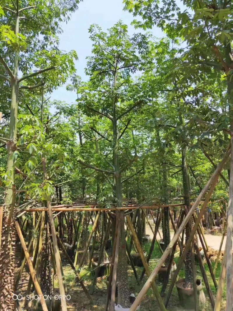 美人树美丽异木棉2-30分