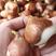 水培郁金香花种子荷兰进口郁金香种球包成活包对版5度大球