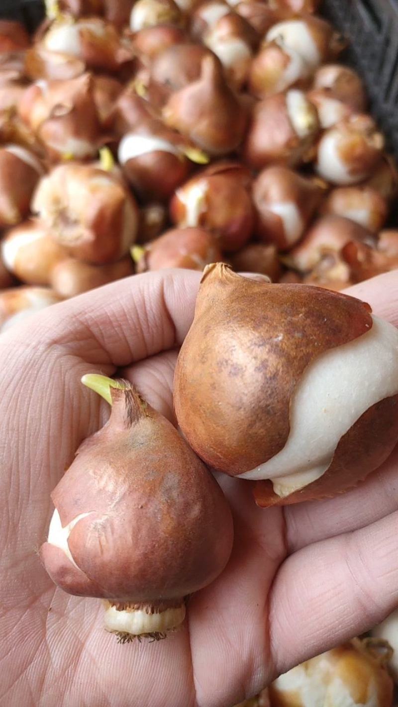 水培郁金香花种子荷兰进口郁金香种球包成活包对版5度大球