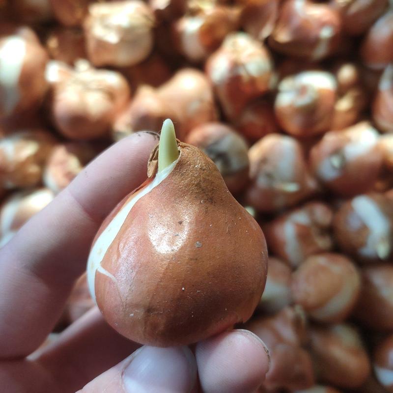 水培郁金香花种子荷兰进口郁金香种球包成活包对版5度大球