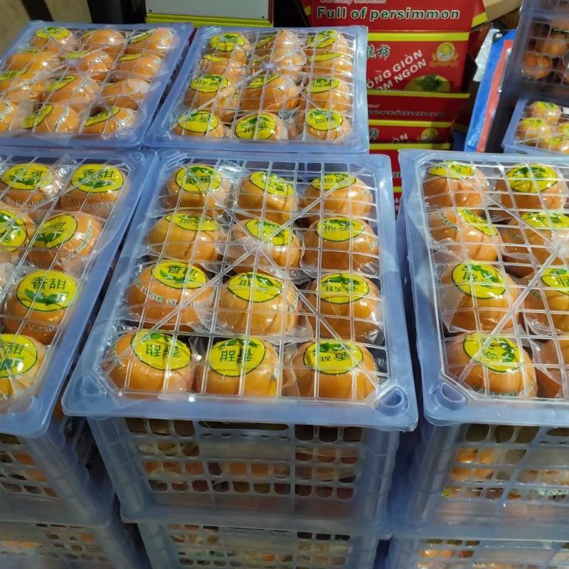 红脆柿子广西桂林原产地水果柿子红柿子恭城柿子果子