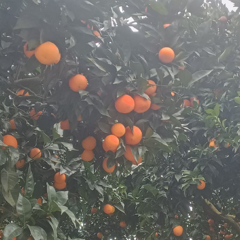 长寿区血橙
