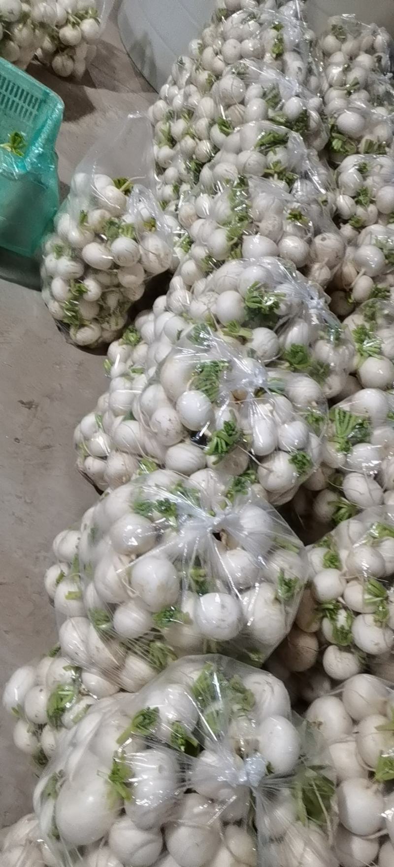 如皋圆白萝卜产地直销，大量供应！随行就市