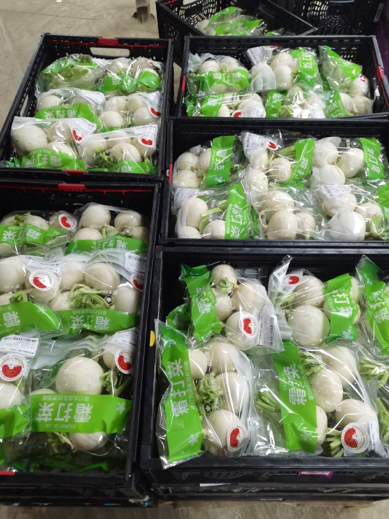 如皋圆白萝卜产地直销，大量供应！随行就市