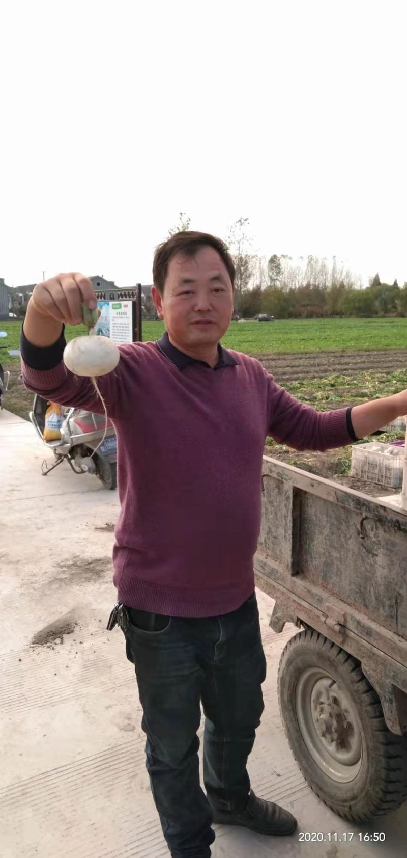 如皋圆白萝卜产地直销，大量供应！随行就市