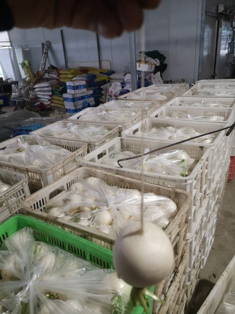 如皋圆白萝卜产地直销，大量供应！随行就市