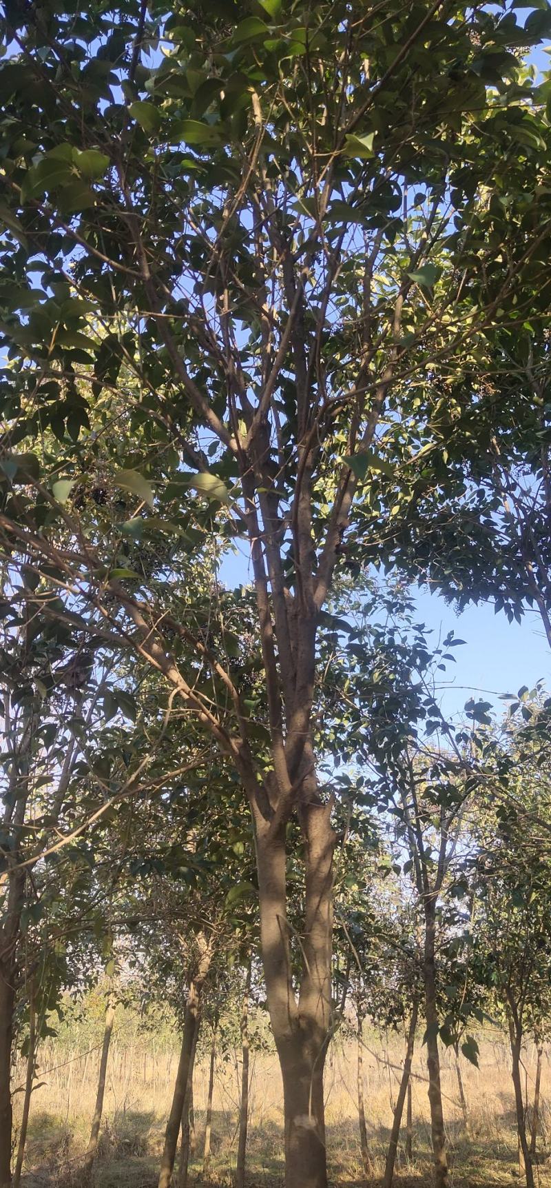 大叶女贞树4-10公分左右的都有，着急卖大概一万多颗，
