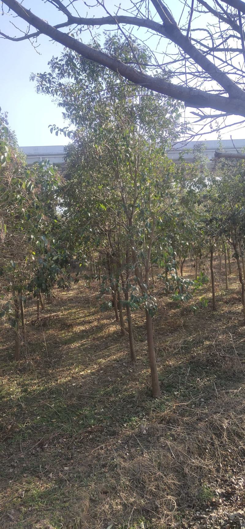 大叶女贞树4-10公分左右的都有，着急卖大概一万多颗，