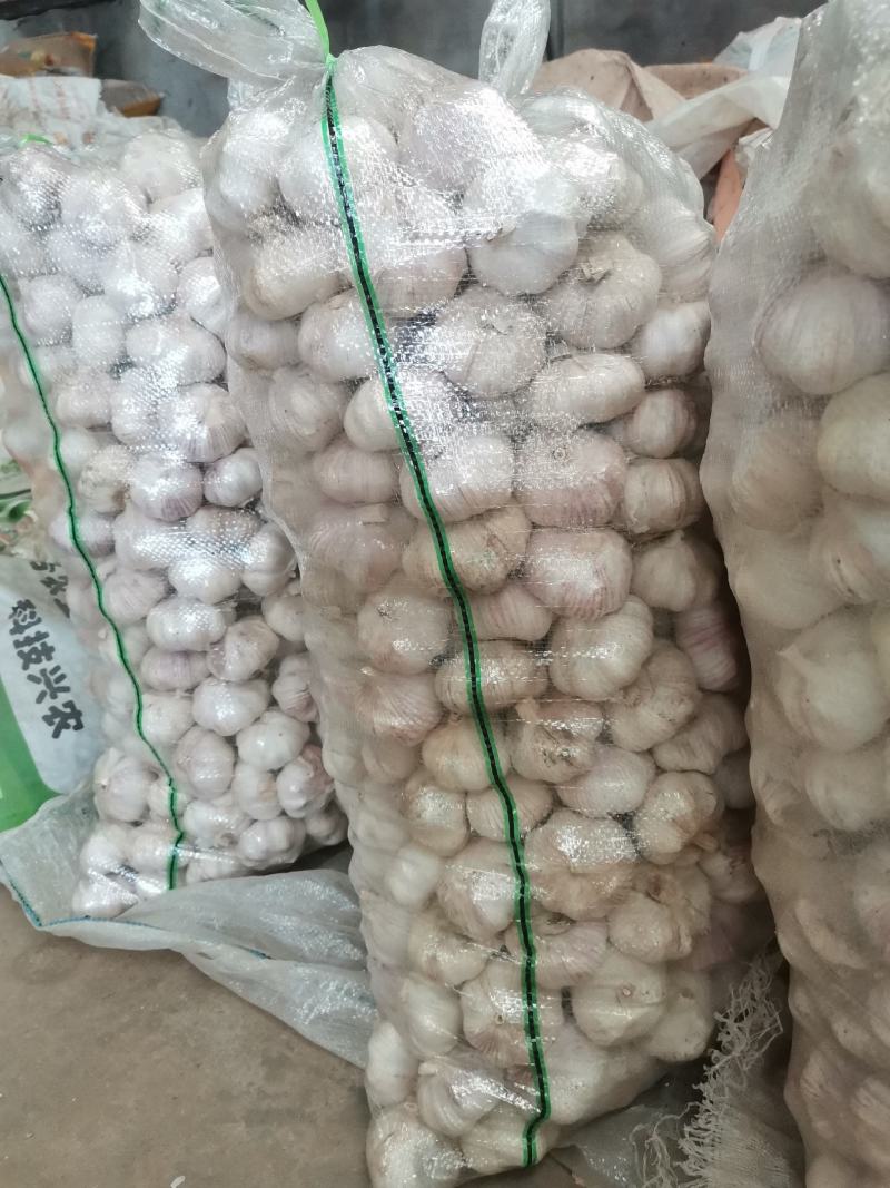 2026年新鲜蒜米蒜肉工厂做蒜泥蒜酱蒜蓉蒜添加