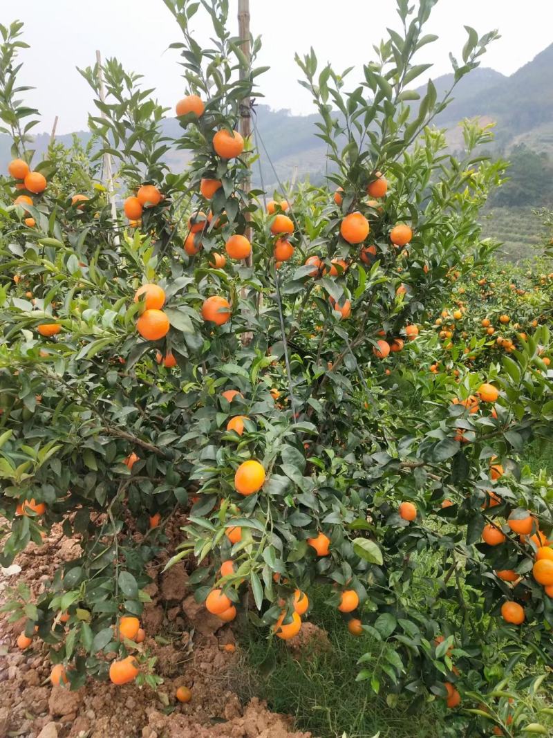 明日见精品假植苗，丫盘好，苗子清秀，根系发达，两公分左右
