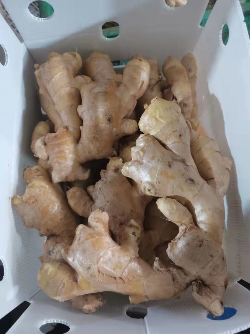 2026年新鲜蒜米蒜肉工厂做蒜泥蒜酱蒜蓉蒜添加