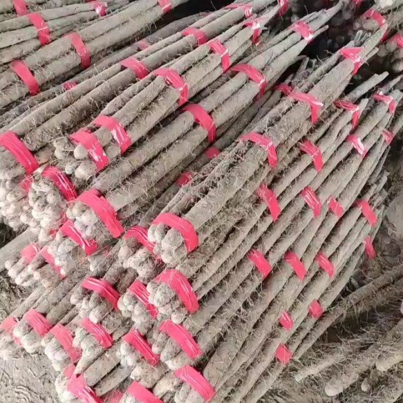 山东白玉山药，大通货，二货，板子，咕噜，长条，小条，