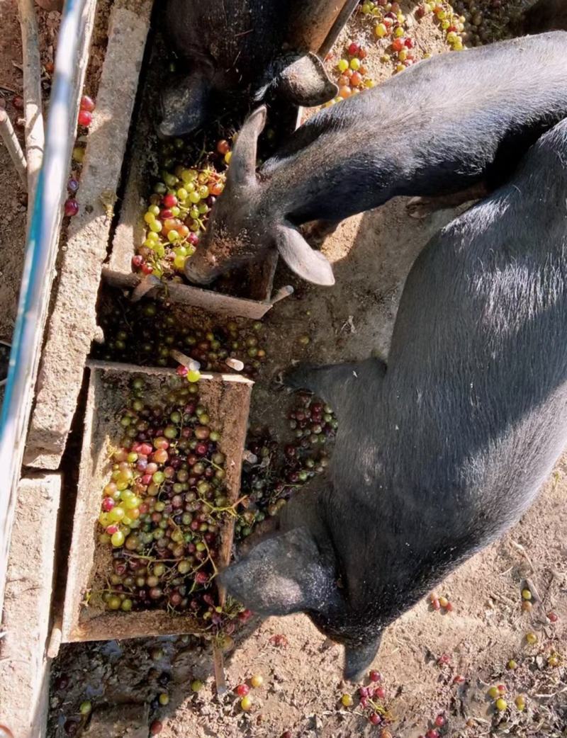 纯粮食瓜果蔬菜喂养