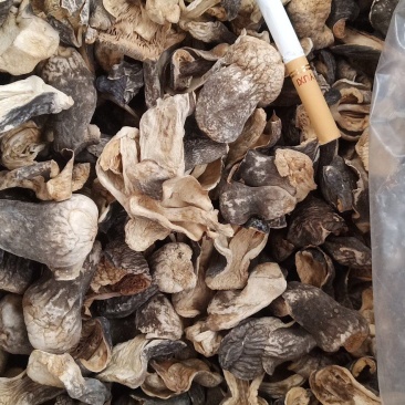 自种的草菇