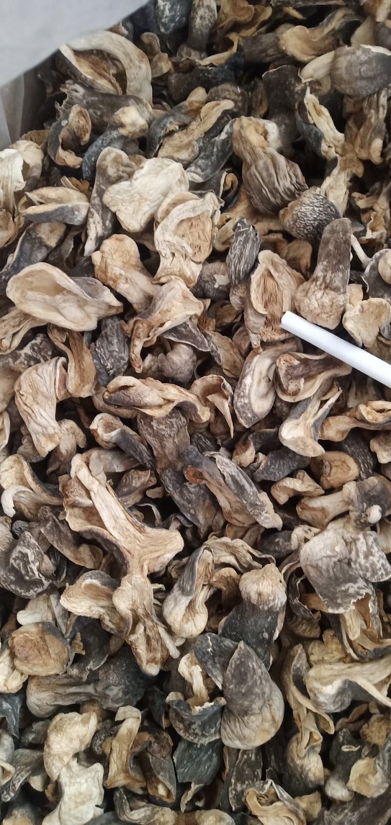 自种的草菇