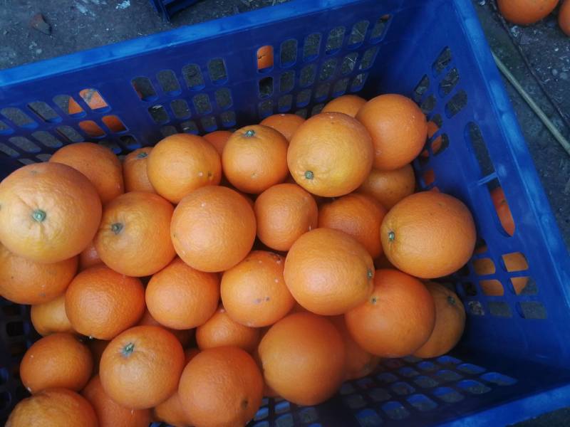 四川脐橙，热销中，欢迎全国客商到实地考察。支持电商货，