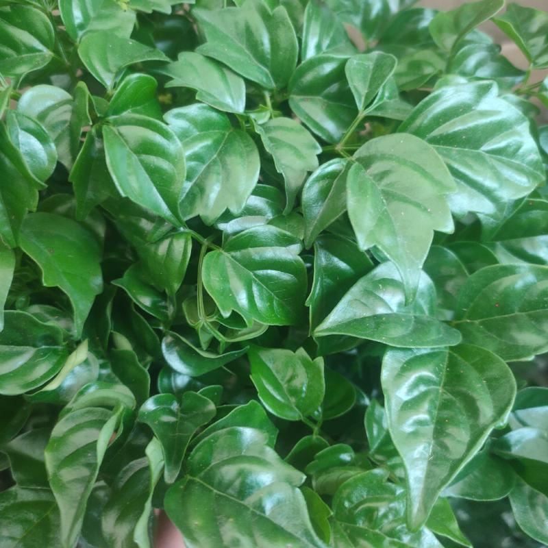 绿宝幸福树精品盆栽观叶绿植吸甲醛净化空气四季常青客厅阳台