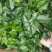绿宝幸福树精品盆栽观叶绿植吸甲醛净化空气四季常青客厅阳台