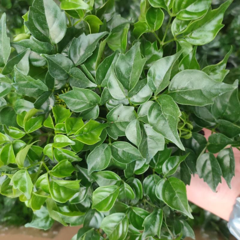 绿宝幸福树精品盆栽观叶绿植吸甲醛净化空气四季常青客厅阳台