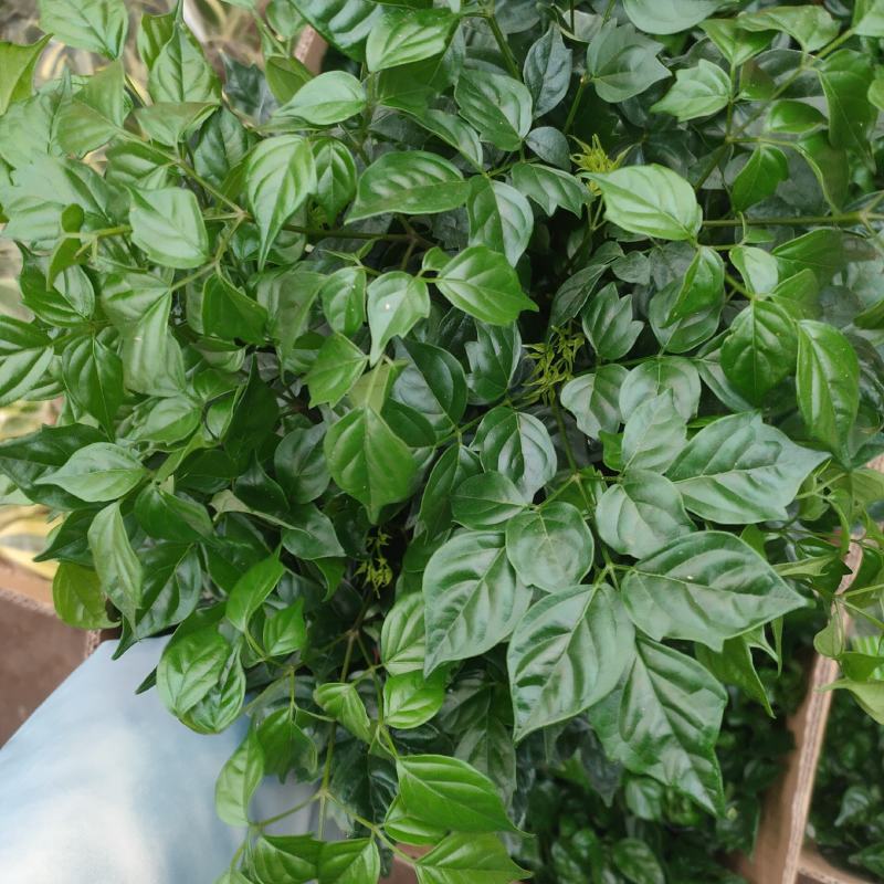 绿宝幸福树精品盆栽观叶绿植吸甲醛净化空气四季常青客厅阳台