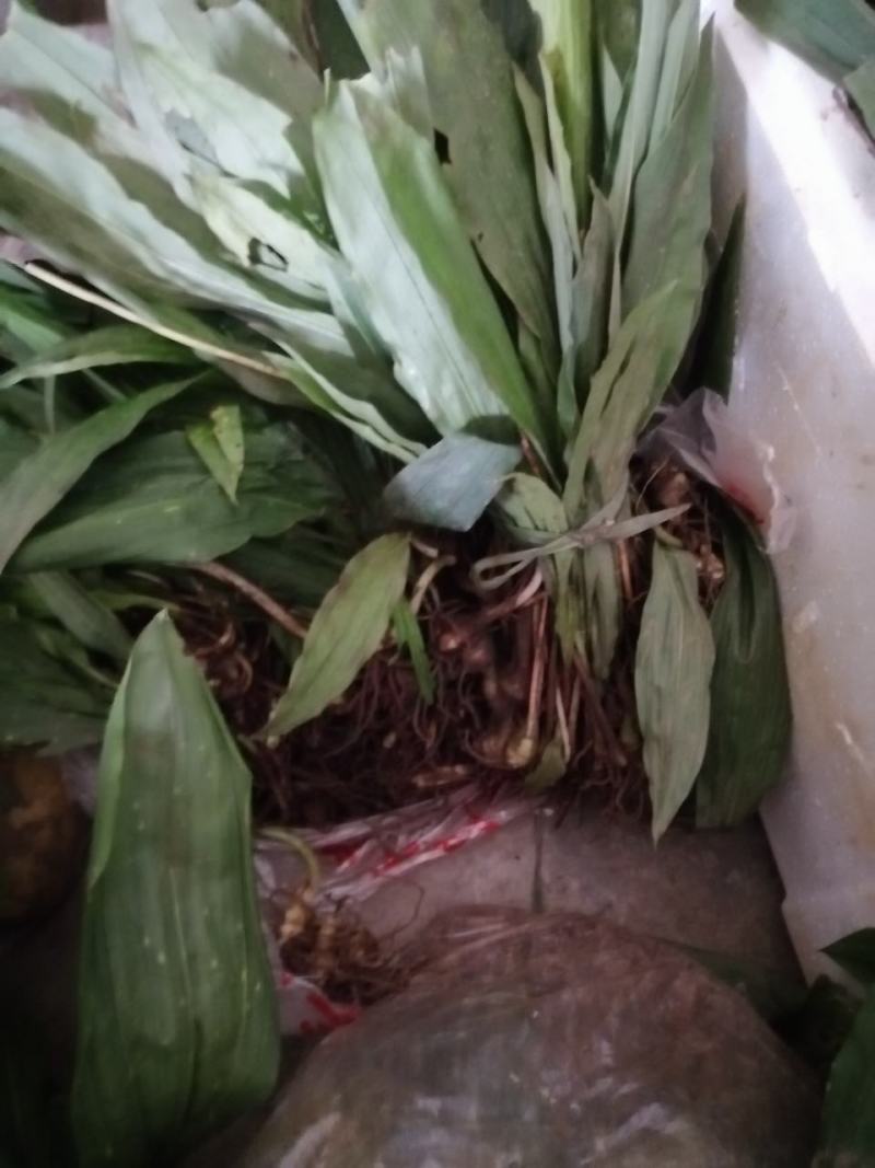 毛慈姑，统货，大货，小货