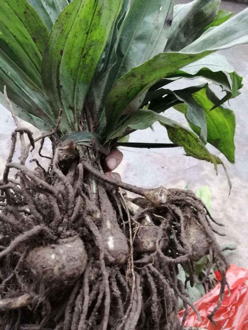 毛慈姑，统货，大货，小货