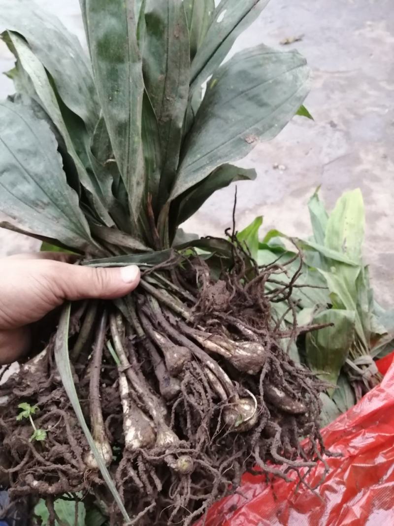 毛慈姑，统货，大货，小货