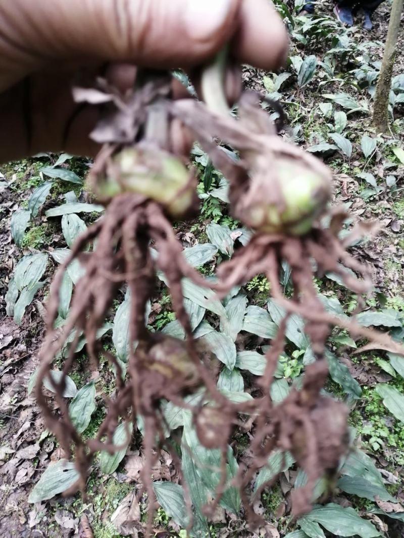 毛慈姑，统货，大货，小货