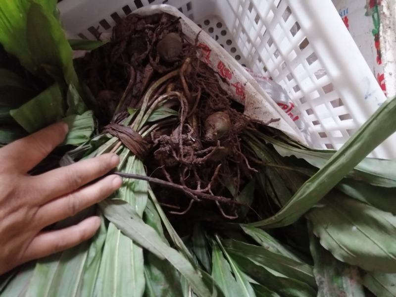 毛慈姑，统货，大货，小货